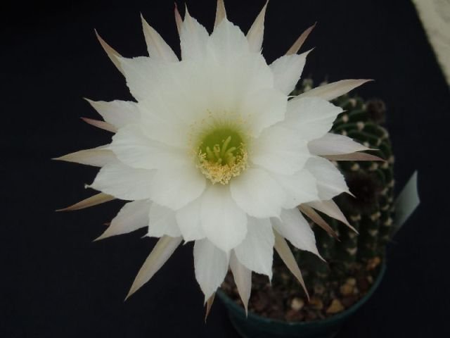 Echinopsis_obrepanda